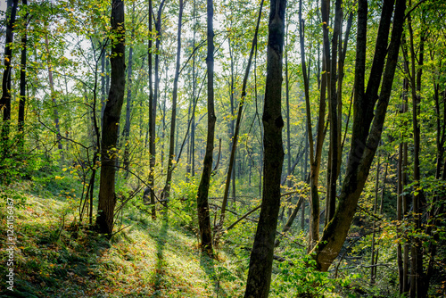 Slika na platnu A forest overgrown on the slope of a ravine in a summer day