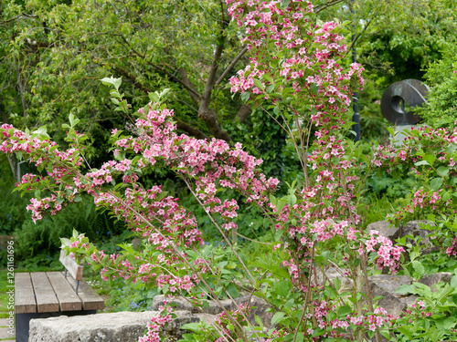 Weigela x florida 'Rosea' - Ornamental shrub in garden adorned with beautiful clusters of pale pink bell-shaped flowers on arching branches with ovate, green foliage
 photo