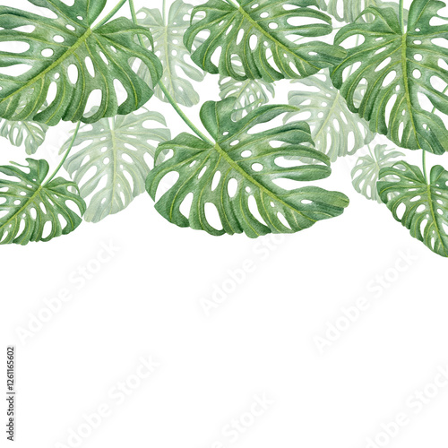Watercolor tropical green monstera leaves square frame isolated background. Houseplant creeper plant illustration with copy space for text. For package, spa salon, travel agency. Swiss cheese liana