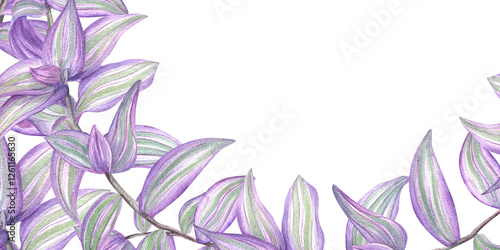 Watercolor Tradescantia with tricolor purple white green striped leaves frame isolated background. Tropical spiderwort creeper variegated houseplant illustration with empty space for text.