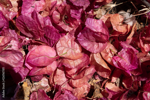 Close-up of dried bougainvillea in Greece in mid-afternoon sun.