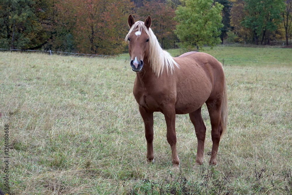Obraz premium Pferd auf einer Weide