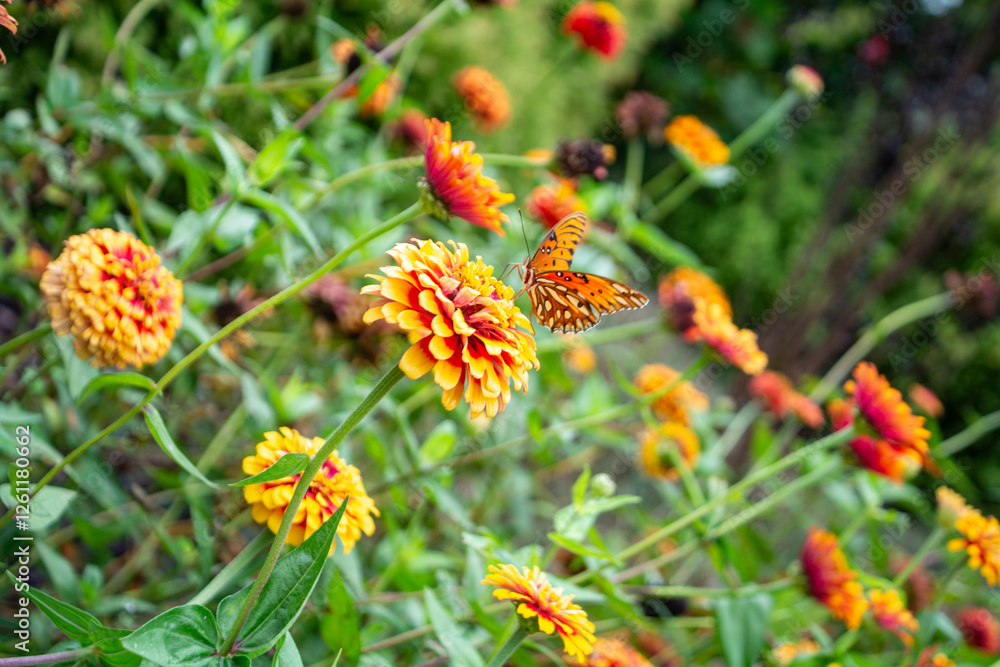 Orange Wing Butterfly on Orange Flowers Orange Wing Butterfly on Orange Flowers