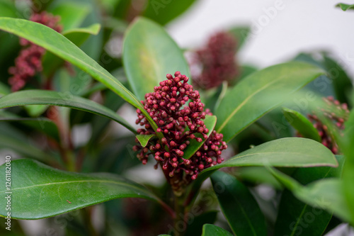 Skimmia japonica rubella japanese flowers in bloom, beautiful ornamental early spring ping white flowering shrub with buds