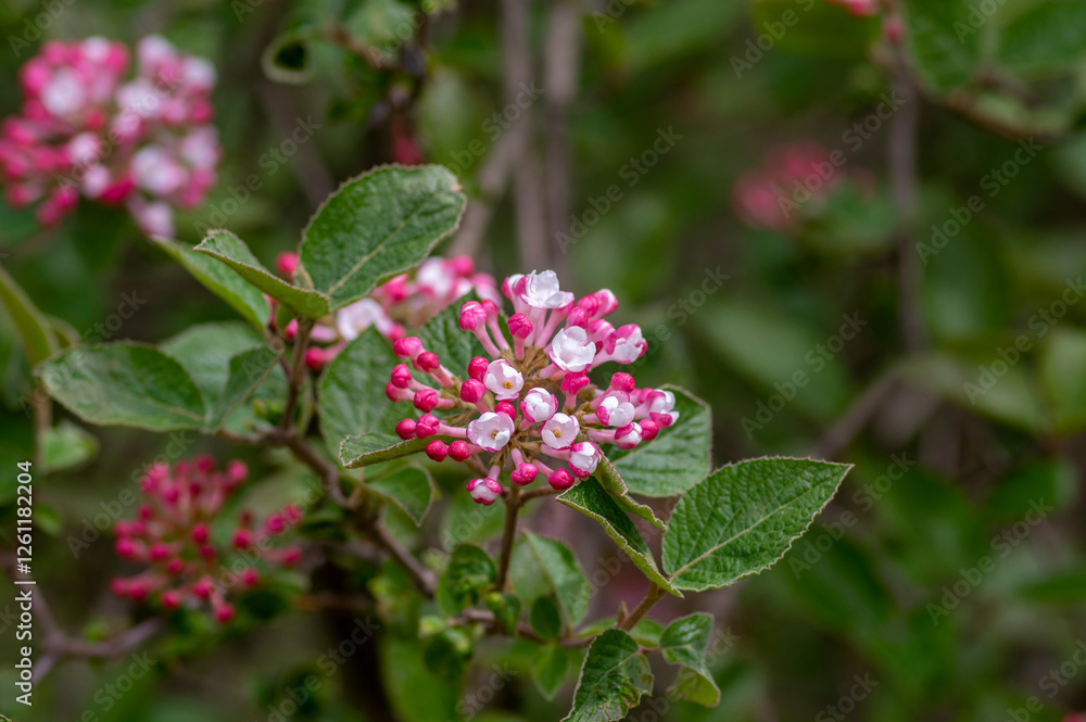 Viburnum bodnantense early spring flowering shrub, group of pink white flowers and buds in bloom with green leaves