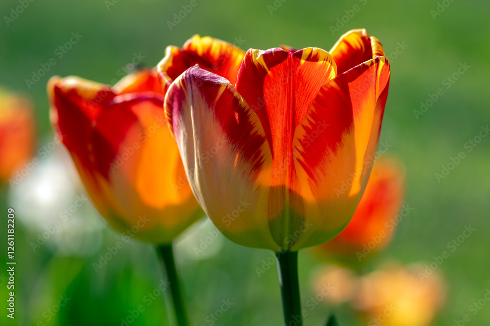 Bright red and yellow color country Darwin tulips in bloom, bouquet of springtime flowering plants in the ornamental garden