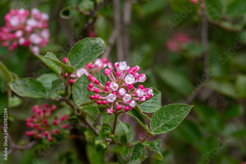 Obraz na płótnie Viburnum bodnantense early spring flowering shrub, group of pink white flowers and buds in bloom with green leaves w salonie