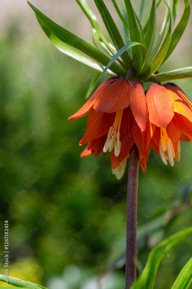 Fritillaria imperialis crown imperial flower in bloom, beautiful tall orange red flowering springtima bulbous plant