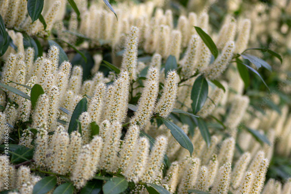 Prunus laurocerasus cherry laurel flowering plants, group of white flowers on bush branches in bloom, green foliage