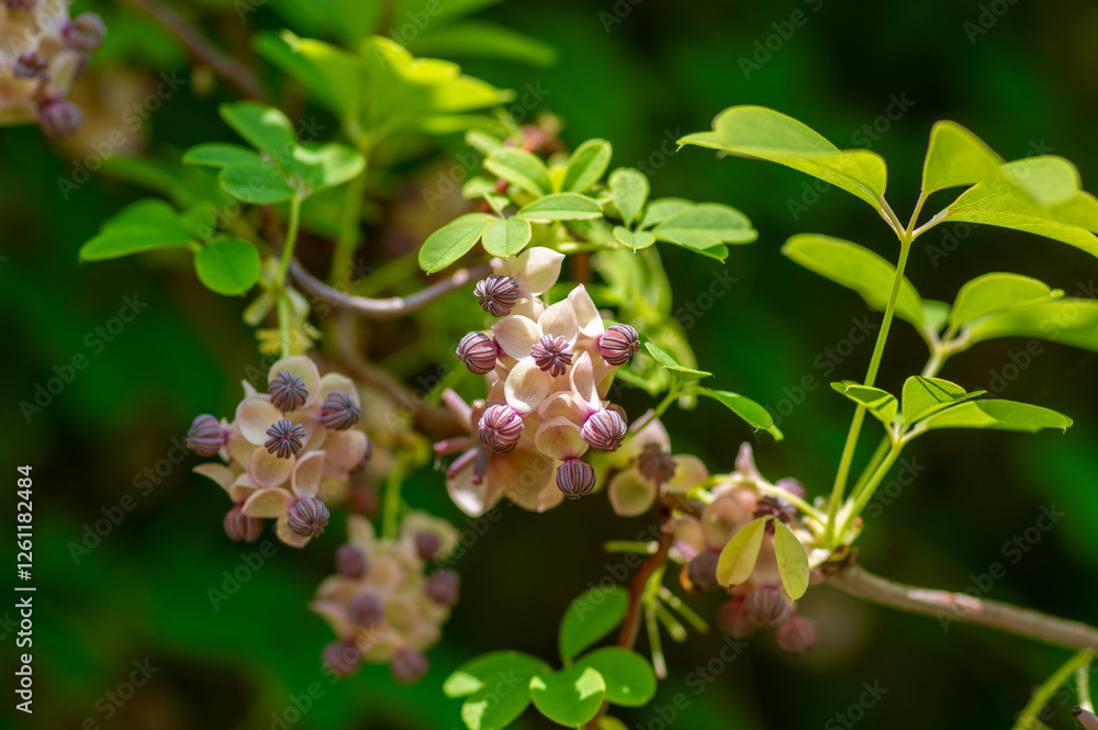 Akebia quinata beutiful creeping flowering plant, light pink purple five-leaf chocolate vine flowers in bloom