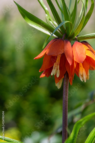 Obraz na płótnie Fritillaria imperialis crown imperial flower in bloom, beautiful tall orange red flowering springtima bulbous plant w salonie