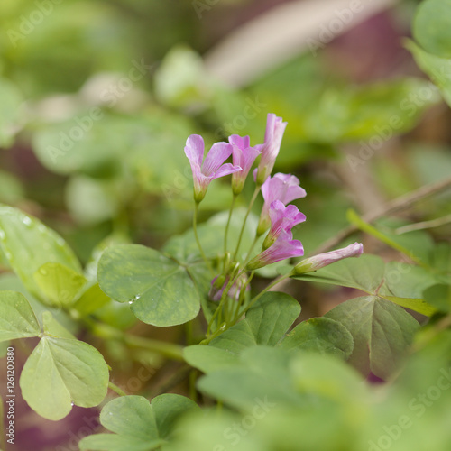 Flora of Gran Canaria - Oxalis corymbosa, pink sorrel, introduced plant natural macro floral background photo