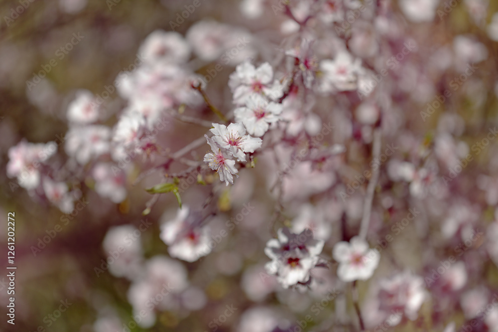 Horticulture of Gran Canaria - almond trees blooming Horticulture of Gran Canaria - almond trees blooming