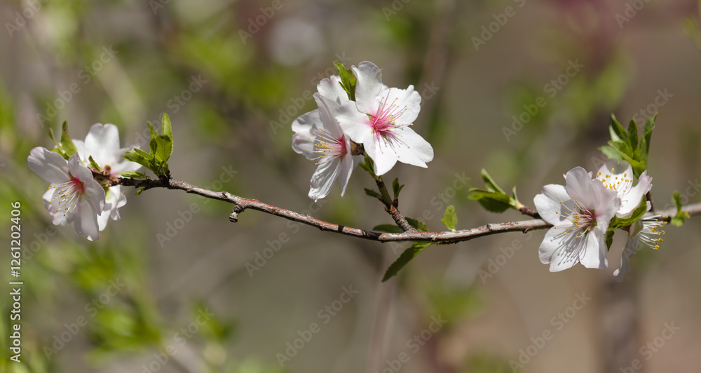 Horticulture of Gran Canaria - almond trees blooming Horticulture of Gran Canaria - almond trees blooming