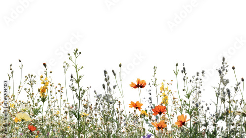 Obraz na płótnie Wildflowers and grass growing with transparent background w salonie