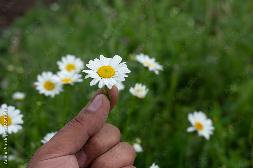 chamomile in man hand nature background chamomile in man hand nature background