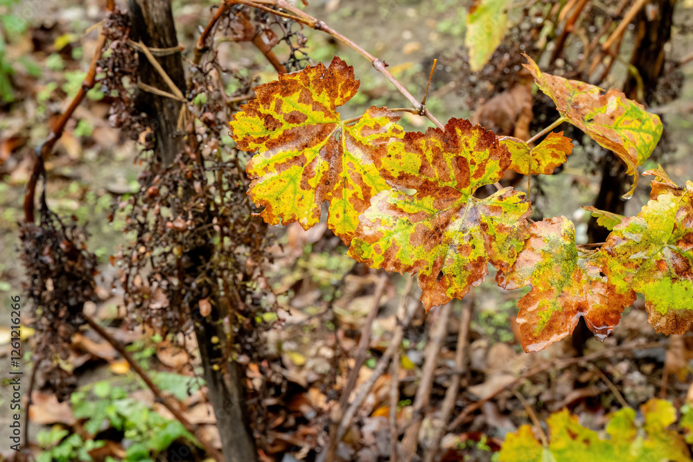 Autumn vineyard with withered grape leaves and dried grapes
Autumn vineyard with withered grape leaves and dried grapes
