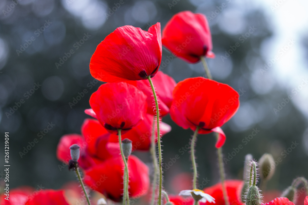 Fototapeta premium Amapola silvestre (Papaver rhoeas)