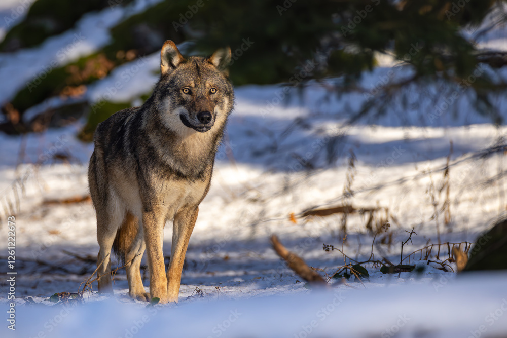 Naklejka premium Wolf im Winter