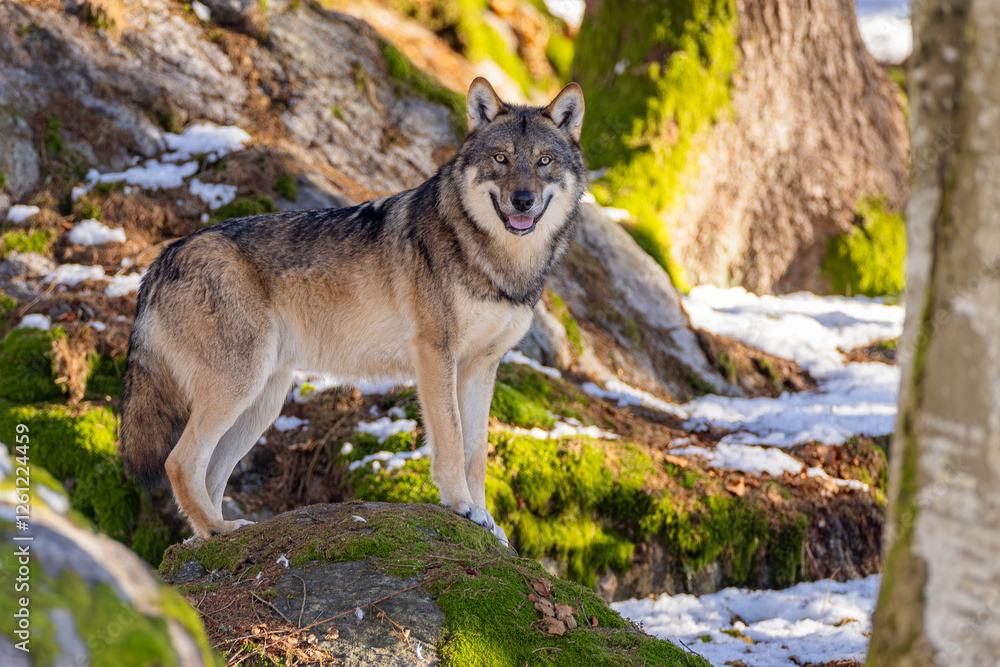 Obraz premium Wolf im Winter