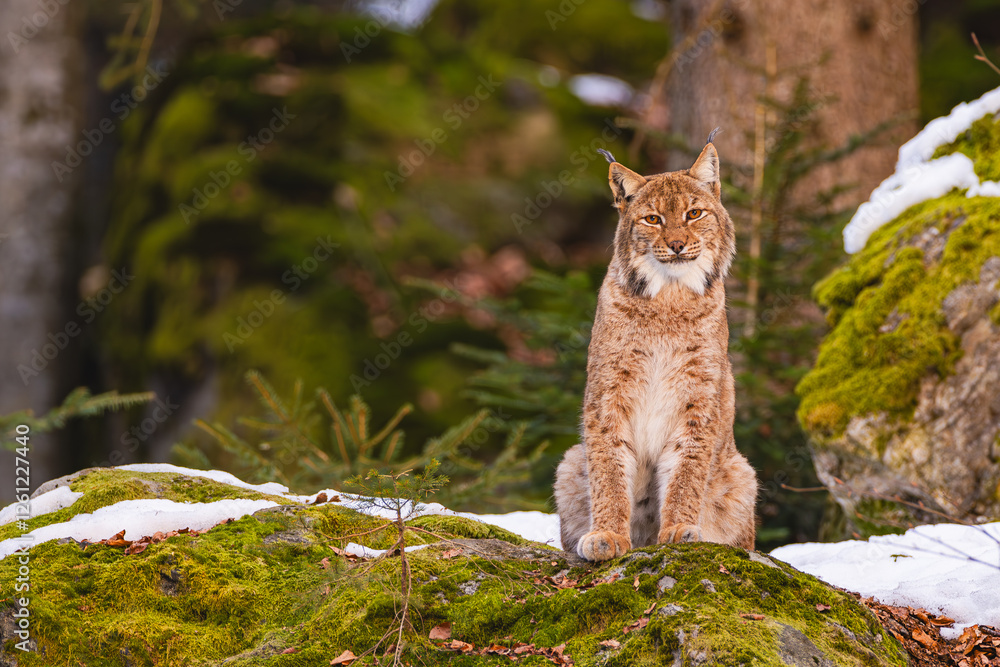 Luchs Luchs