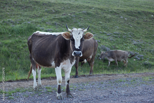Wallpaper Mural Cow portrait on green grass Torontodigital.ca