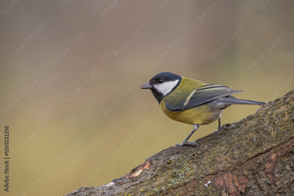 Obraz premium Kohlmeise