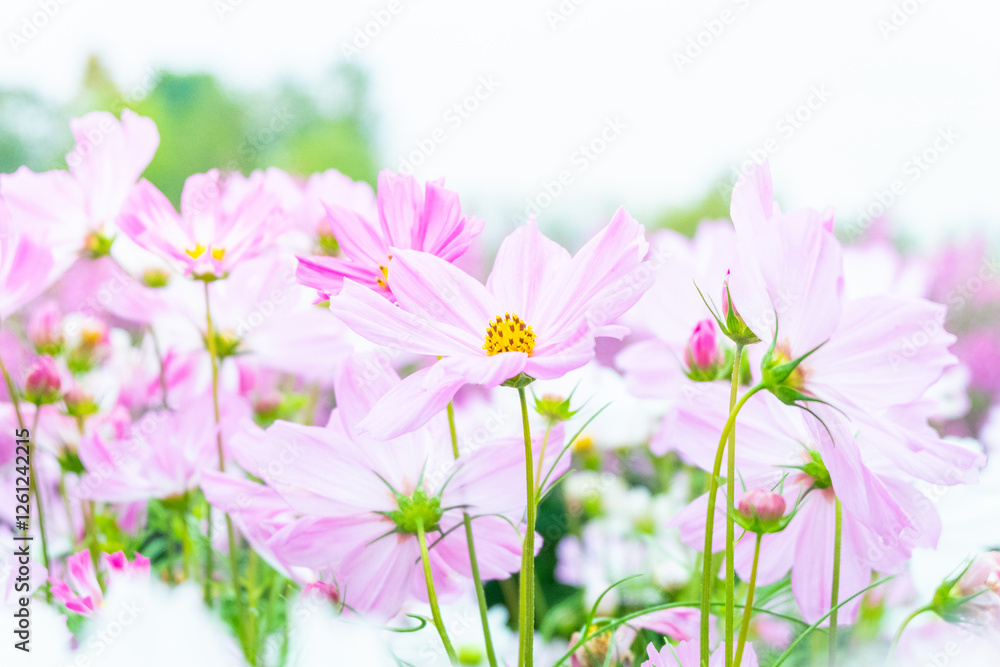 Cosmos flowers blooming in garden,pink cosmos flower blooming in the field,Pink Cosmos bipinnatus or Mexican aster. Cosmos flowers blooming in garden,pink cosmos flower blooming in the field,Pink Cosmos bipinnatus or Mexican aster.