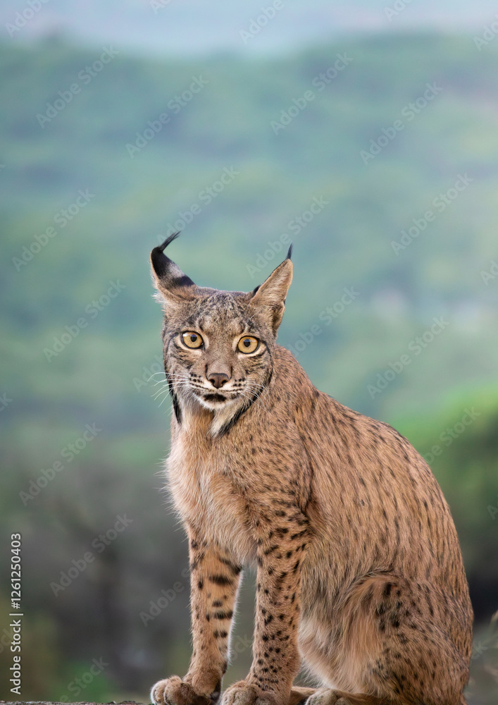 Obraz premium Iberian lynx portrait