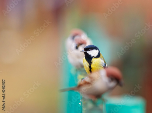 funny birds tits and sparrows sitting in the garden in a row in a queue on a ...