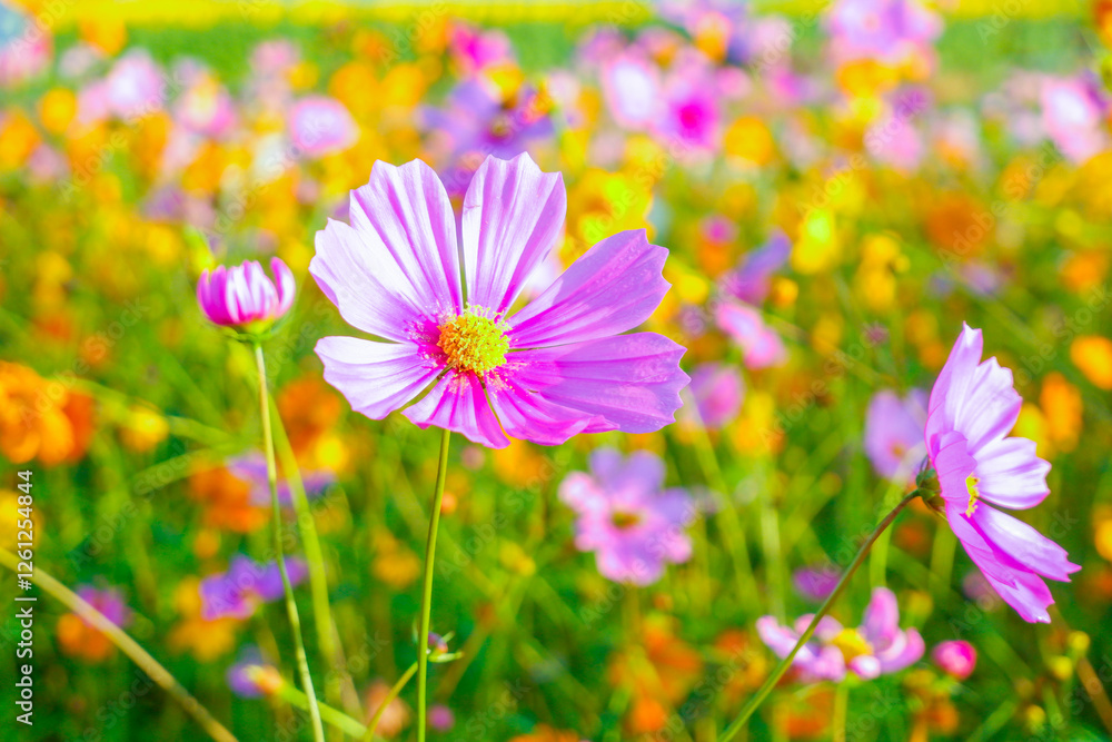 Pink and Yellow cosmos flowers blooming in garden,wild pink cosmos flowers in spring day,autumn season,view of the various cosmos flowers,Selective focus. Pink and Yellow cosmos flowers blooming in garden,wild pink cosmos flowers in spring day,autumn season,view of the various cosmos flowers,Selective focus.