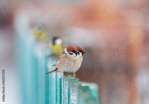 funny plump birds sparrows and tits sitting in the garden in a row in a queue...