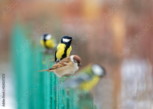 funny plump birds sparrows and tits sitting in the garden in a row in a queue...