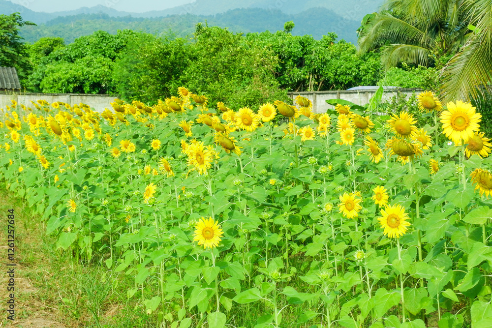 Obraz premium Pathway with Sunflower blooming in the field,closeup sunflower in full bloom,creating a natural abstract background in Summer time,Field of sunflowers,warm light of the setting sun..