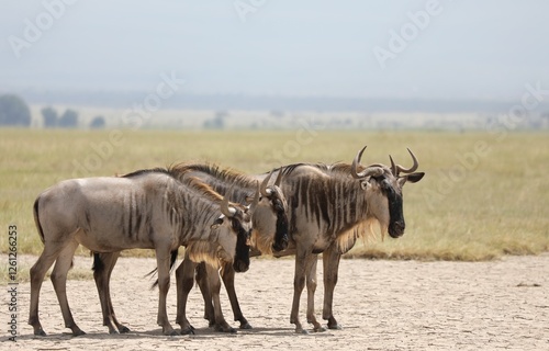 Groupe de gnou - Kenya photo