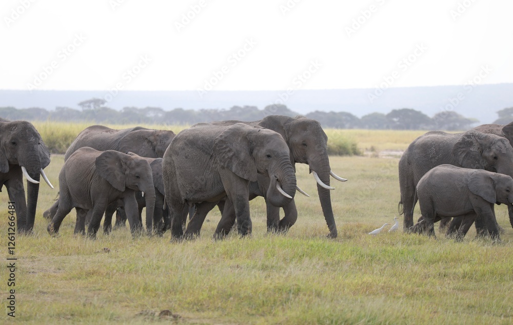 Magnifique troupeau d'éléphant - Parc Amboseli Magnifique troupeau d'éléphant - Parc Amboseli