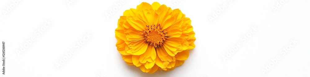 A single yellow marigold with intricate petal design, top view, isolated on a white background. A single yellow marigold with intricate petal design, top view, isolated on a white background.