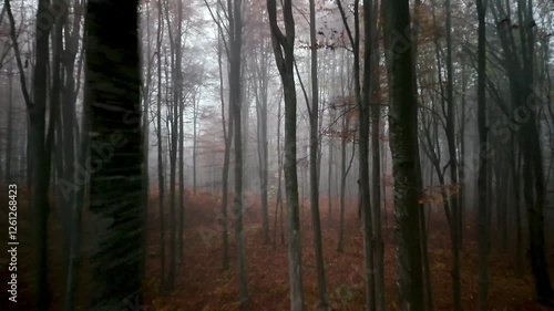 fog in the forest