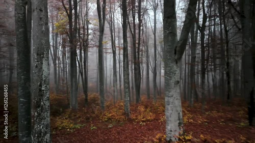 forest in autumn