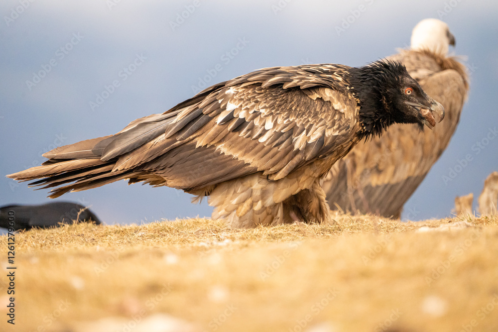 Fototapeta premium Bearded vulture (Gypaetus barbatus) photographed in Spain