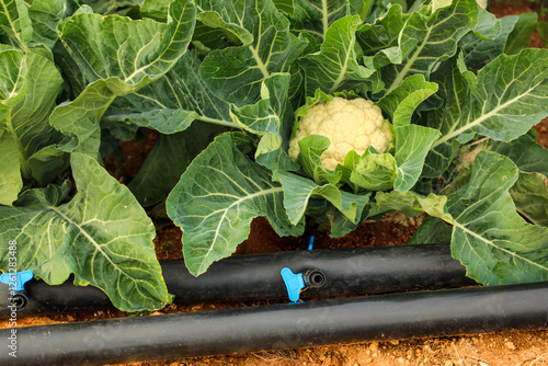 An agricultural field where cauliflower grows has a modern irrigation system. Growing cauliflower is an important part of agriculture and farming.