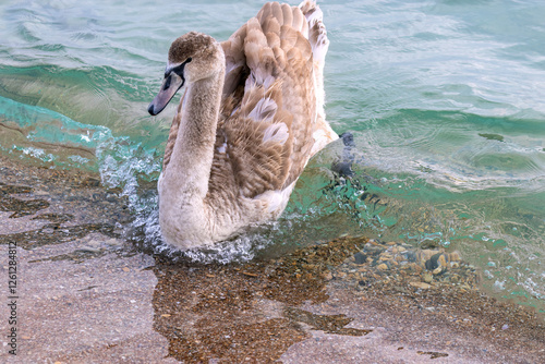 Wild juvenile swan. Cygnet that swam very close to seashore photo