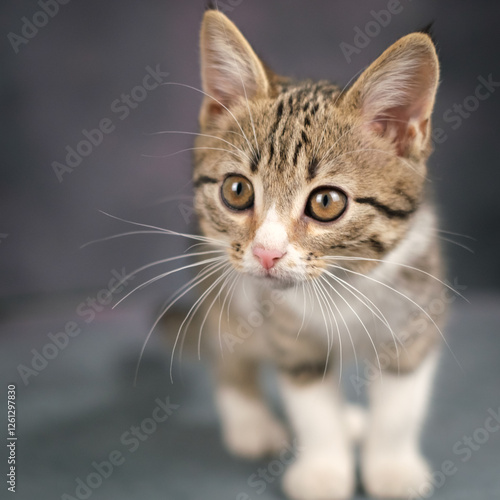 A close-up portrait of a striped kitten. Studio shooting, dark background.