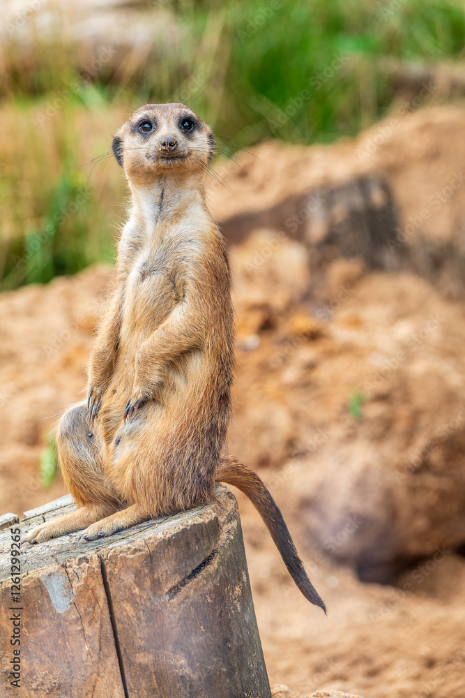 Fototapeta premium Meerkat, Suricata suricatta, on hind legs. Portrait of meerkat standing on hind legs with alert expression. Portrait of a funny meerkat sitting on its hind legs.