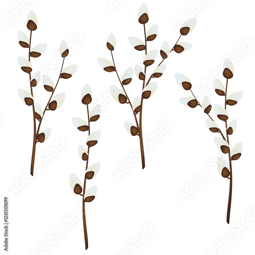 Pussy willow branches. Vector illustration.