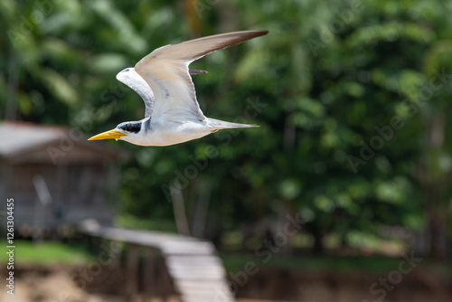 2025-01-13_Rio_Amazonas_Brasil photo