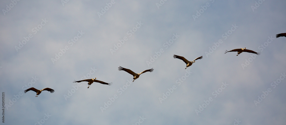 Bird migration, group of cranes flying high up in cloudy sky Bird migration, group of cranes flying high up in cloudy sky