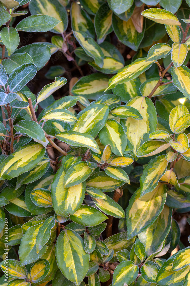 Obraz premium Ebbing's Silverberry' Limelight' - Elaeagnus x ebbingei