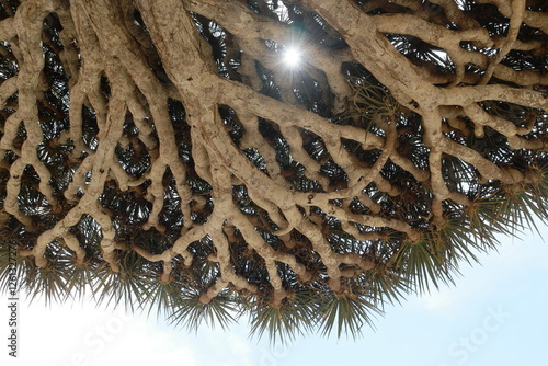 Unique dragon blood tree in Socotra Diksam Plateau showcasing intricate root structure under bright sunlight photo