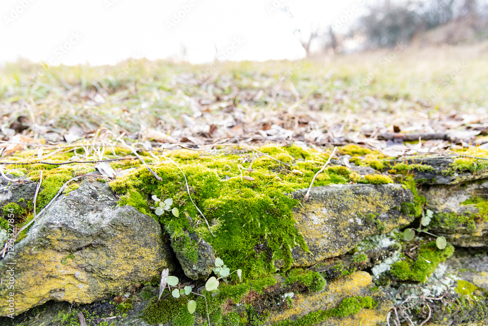 ancient wall on a country road covered with moss